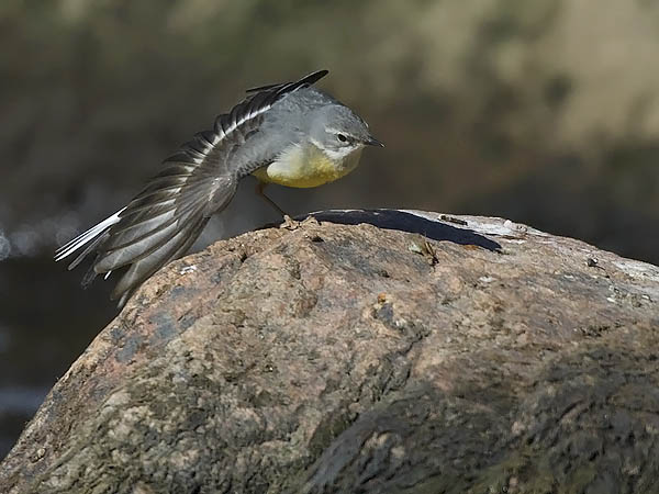 Virtavästäräkki, Grey Wagtail, Motacilla cinerea
